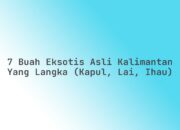 7 Buah Eksotis Asli Kalimantan yang Langka (Kapul, Lai, Ihau)