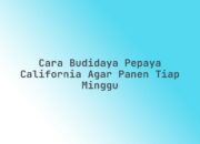 Cara Budidaya Pepaya California Agar Panen Tiap Minggu