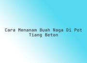 Cara Menanam Buah Naga di Pot Tiang Beton