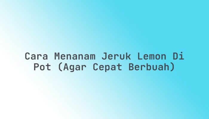 Cara Menanam Jeruk Lemon di Pot (Agar Cepat Berbuah)