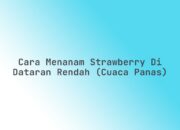 Cara Menanam Strawberry di Dataran Rendah (Cuaca Panas)